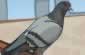 Pigeon