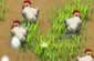 Farm Frenzy 2